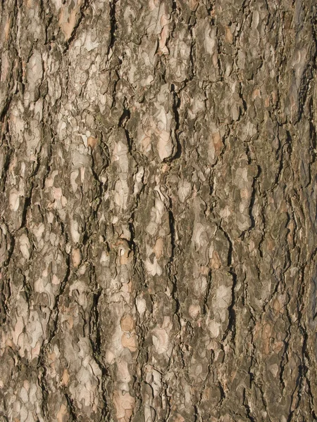 Fondo de corteza de árbol viejo —  Fotos de Stock