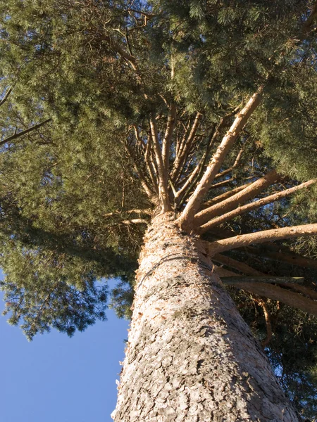 Kmen stromu borovice — Stock fotografie