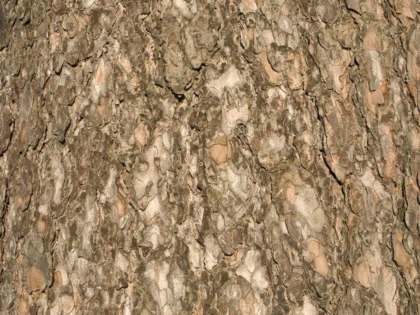 Brown bark surface — Stock Photo, Image