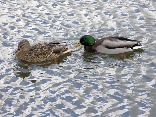 Para kaczek w wodzie — Zdjęcie stockowe