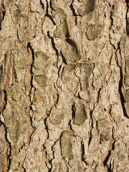 大まかな茶色の樹皮の背景 — ストック写真