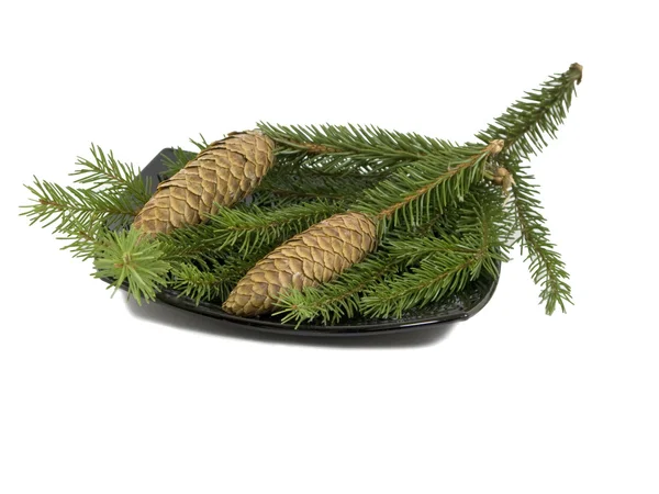 Fir branch with cones on white backgroun — Stock Photo, Image