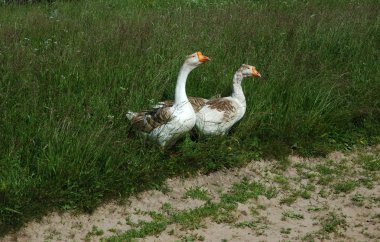 Pair of domestic goose clipart