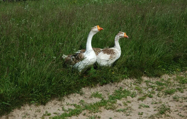 stock image Pair of domestic goose