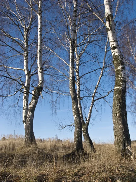 Birken im Winterwald — Stockfoto