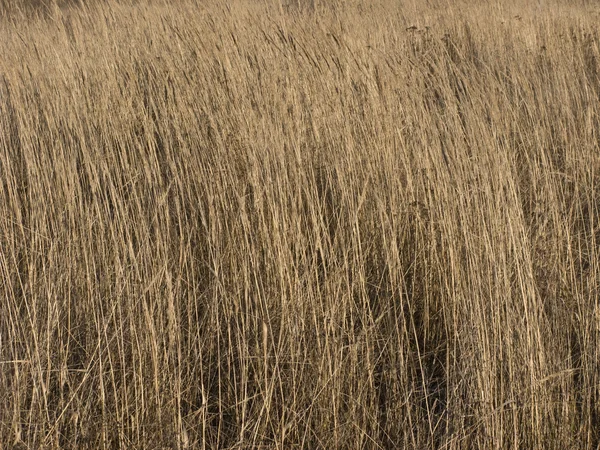 건조 한 노란 잔디 배경 — 스톡 사진