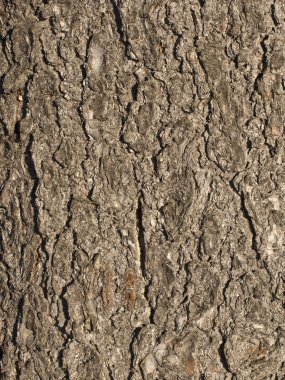 Brown tree bark texture clipart