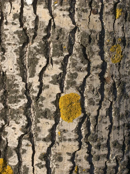 Old poplar bark texture — Stock Photo, Image