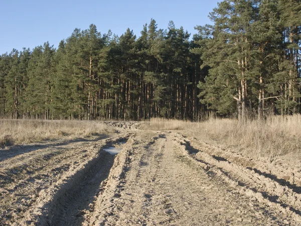 Estrada terrestre na borda da floresta — Fotografia de Stock