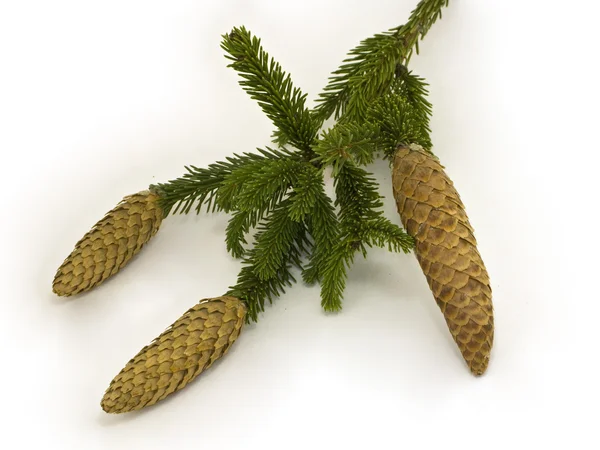 Fir branch with cones — Stock Photo, Image
