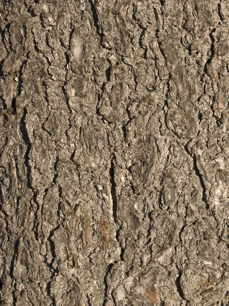 Écorce d'arbre brun texture — Photo