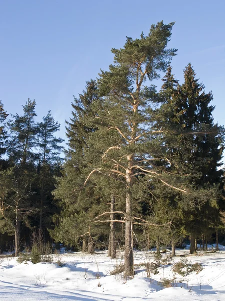 冬の森の松の木 — ストック写真