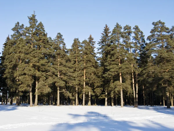 Winterboslandschap — Stockfoto