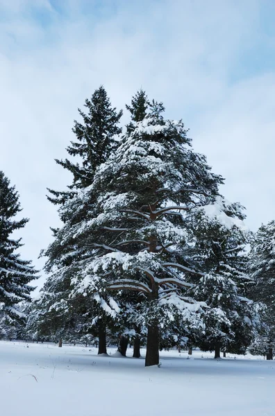 겨울 숲에서 소나무 — 스톡 사진