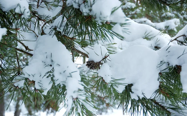 Dennentak onder sneeuw — Stockfoto