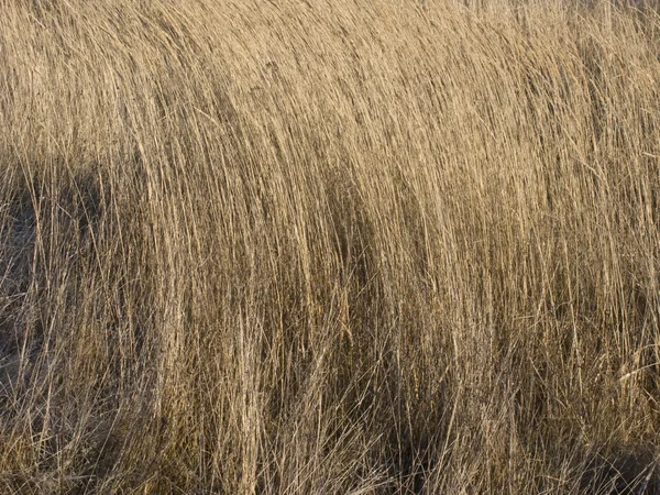 乾燥した黄色い草 — ストック写真