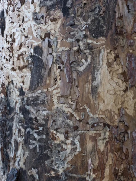 Textura de tronco de árvore velha — Fotografia de Stock