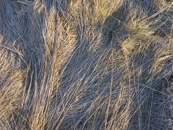Torrt gräs med rimfrost — Stockfoto
