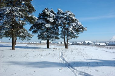 Snowy pine trees in the field clipart