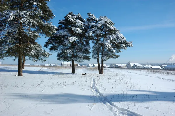 Snöiga tallar i fältet — Stockfoto