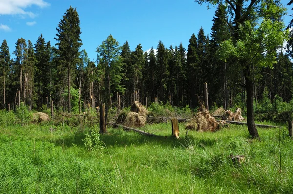 Brutna träd i skogen efter stormen — Stockfoto