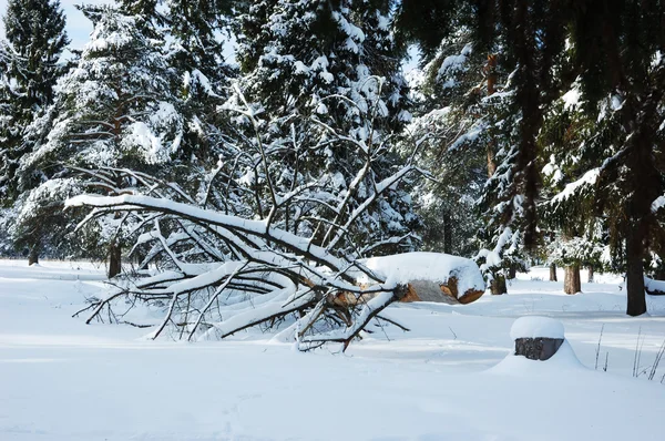 Sågade träd under snön i vinter skog — Stockfoto