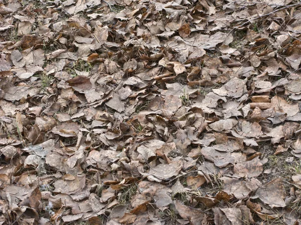 Vecchio sfondo foglie — Foto Stock