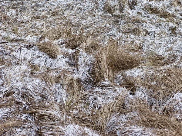Herbe sèche avec neige — Photo