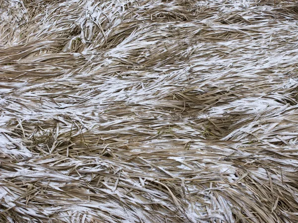 Hierba seca con escarcha —  Fotos de Stock
