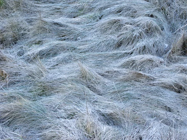 Torrt gräs under rimfrost — Stockfoto