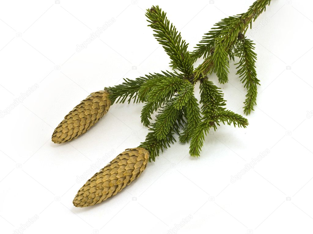 Fir branch with cones