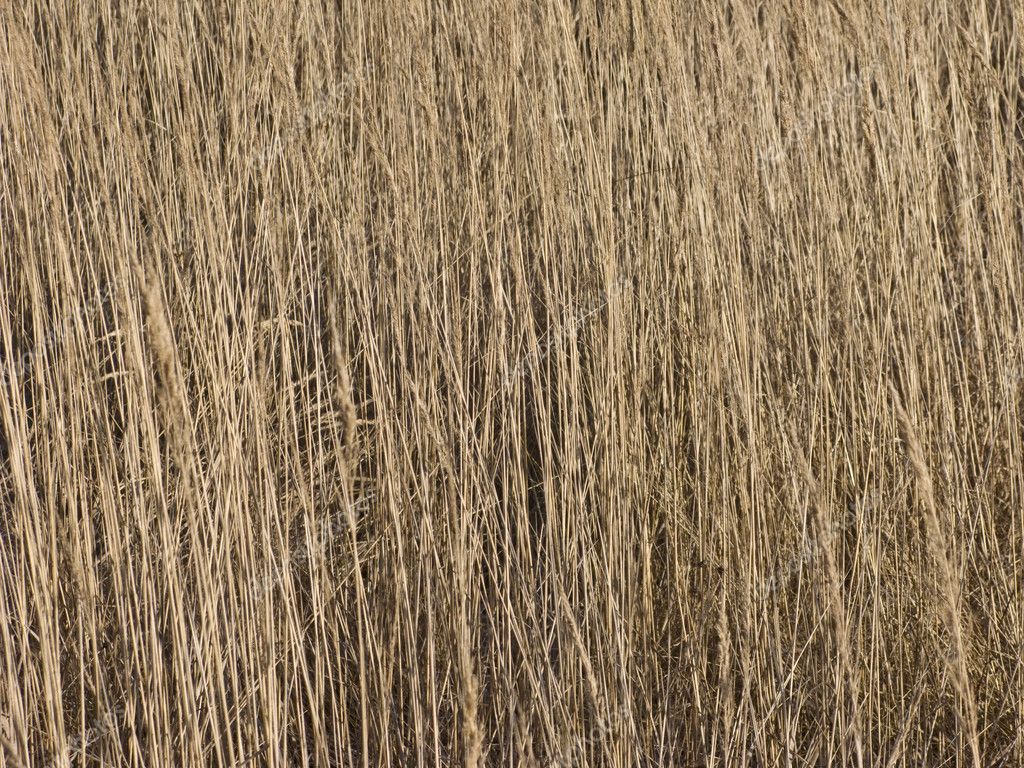 Dry grass background — Stock Photo © viknik 1374761