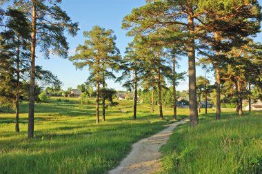 Earth foot path between pine trees clipart