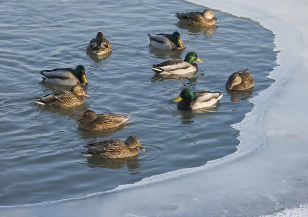 Canards dans l'étang d'hiver — Photo