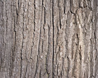 Old tree bark background clipart