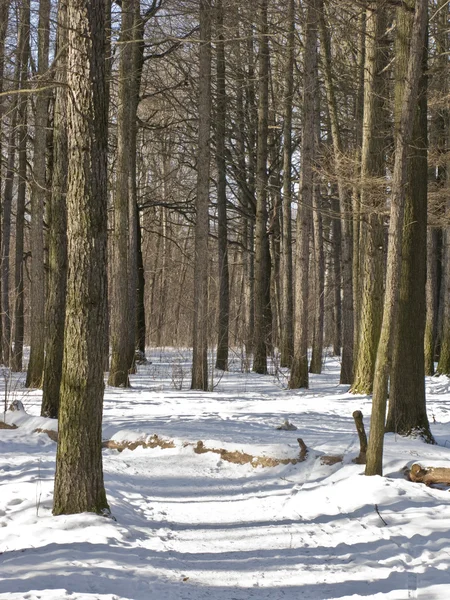 Caminho no parque de inverno — Fotografia de Stock