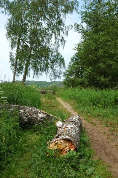 Caminho do pé no parque — Fotografia de Stock