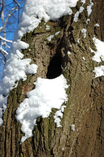 Tronco de árbol con hueco — Foto de Stock