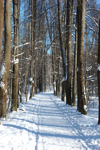 Sentiero pedonale nel parco invernale — Foto Stock