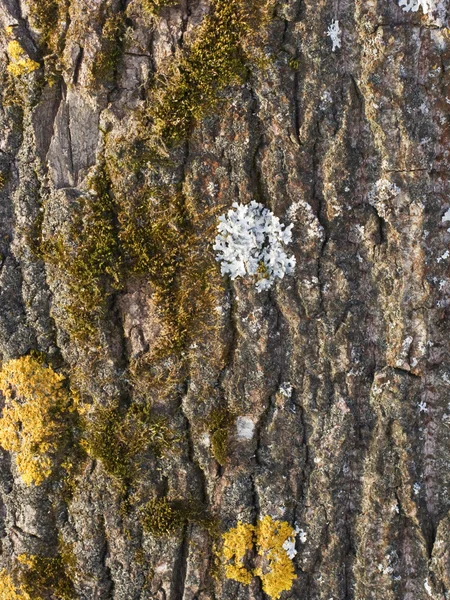 Vecchia corteccia di pioppo con lichene — Foto Stock