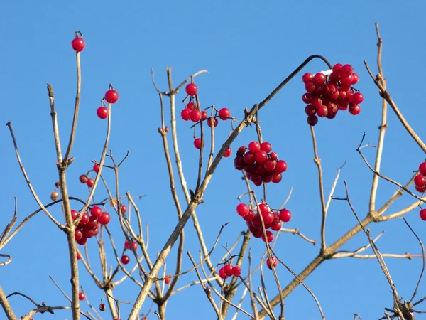 Bush van rode planten van viburnum — Stockfoto