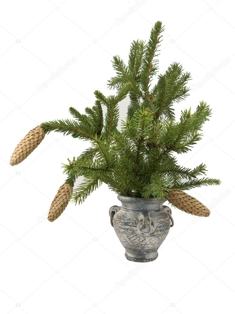 Fir branch with cones in vase