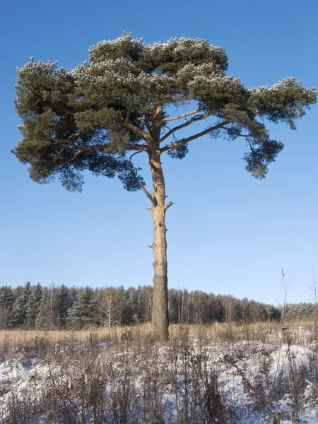 Fenyő fa a területen — Stock Fotó