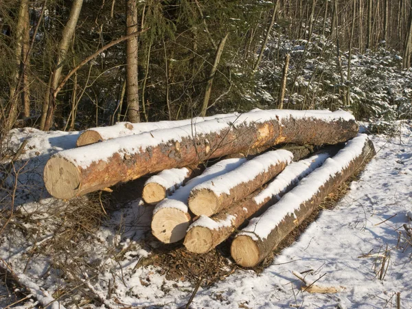 Stapel Baumstämme unter Schnee — Stockfoto