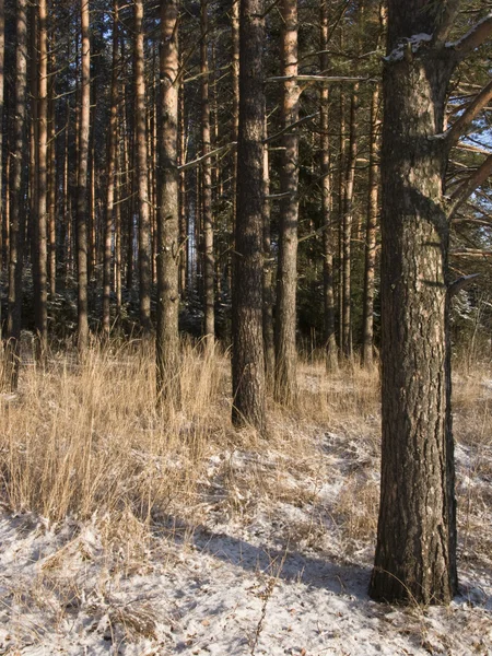 겨울에는 소나무 숲 — 스톡 사진