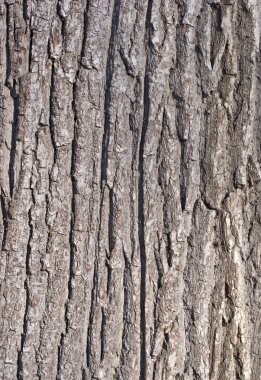 Tree bark texture clipart