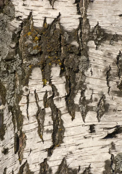 Corteccia di betulla texture — Foto Stock