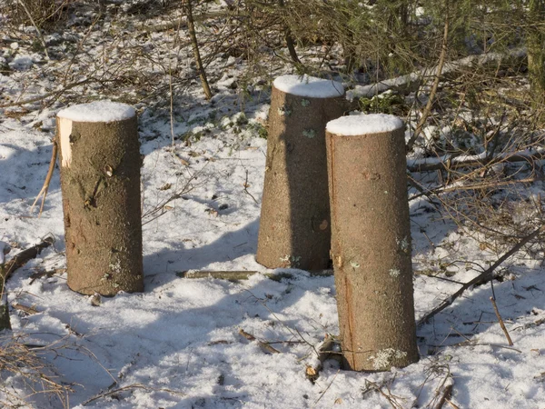 Tři pařezy v zimním lese — Stock fotografie