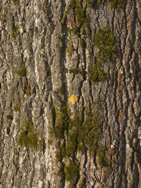 Corteza de árbol vieja con liquen —  Fotos de Stock