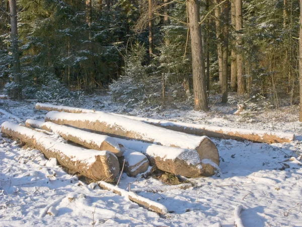 Pile of logs in winter forest — Stock Photo, Image